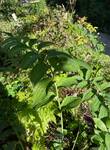 Plant name: Smooth Solomon's Seal Polygonatum biflorum 